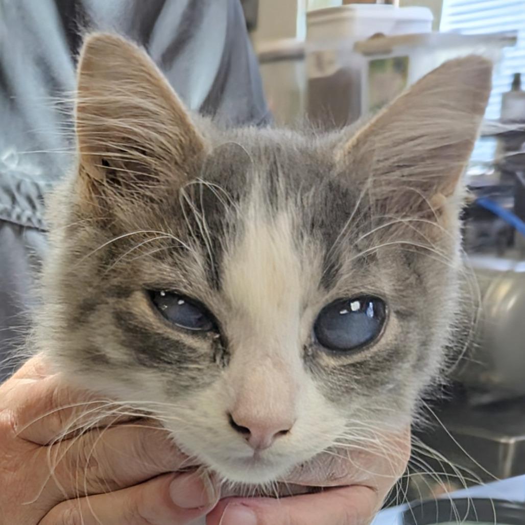 Enlarge George, a Adoptable Domestic Long Hair in Marysville, OH image 4/6