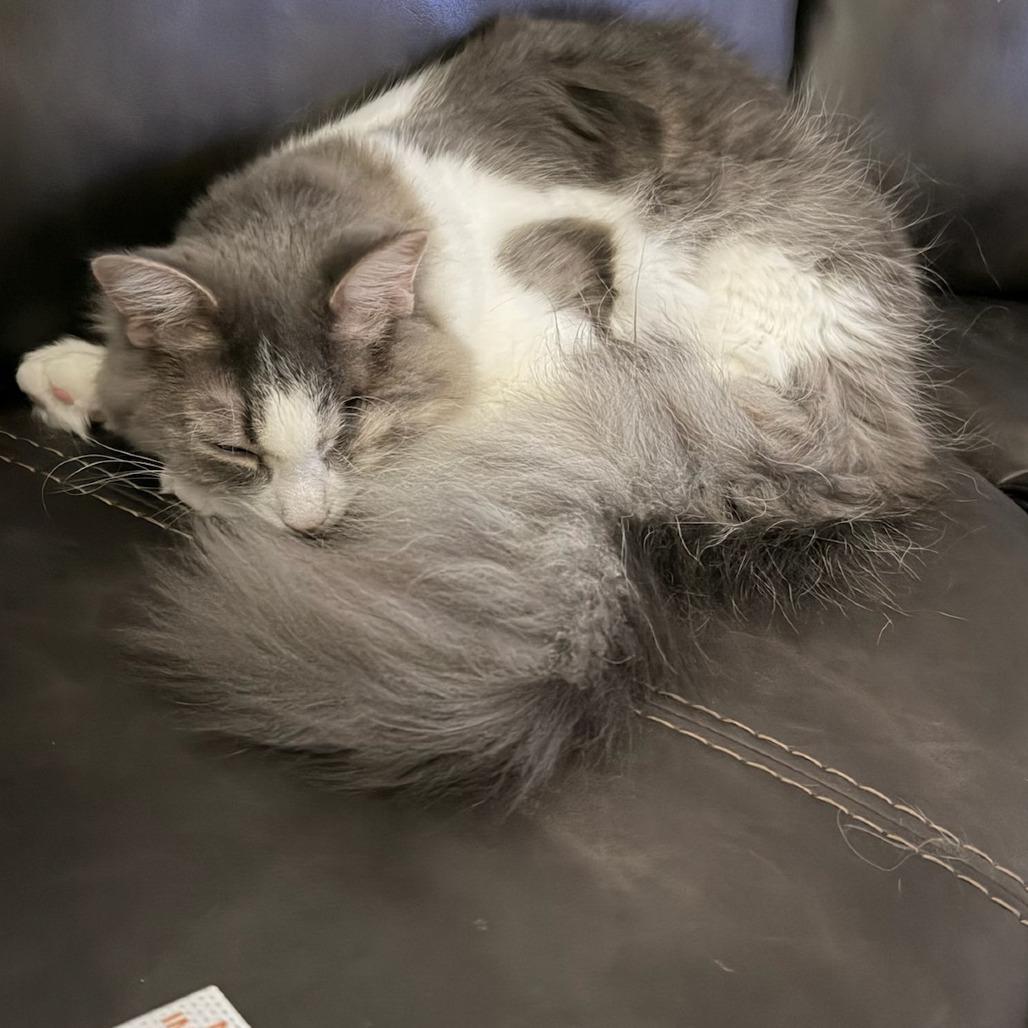 Enlarge George, a Adoptable Domestic Long Hair in Marysville, OH image 5/6