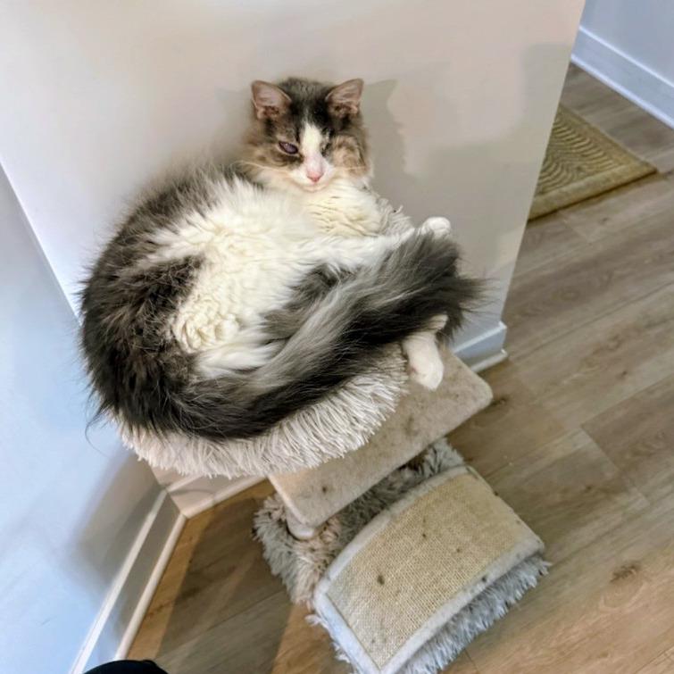 Enlarge George, a Adoptable Domestic Long Hair in Marysville, OH image 6/6