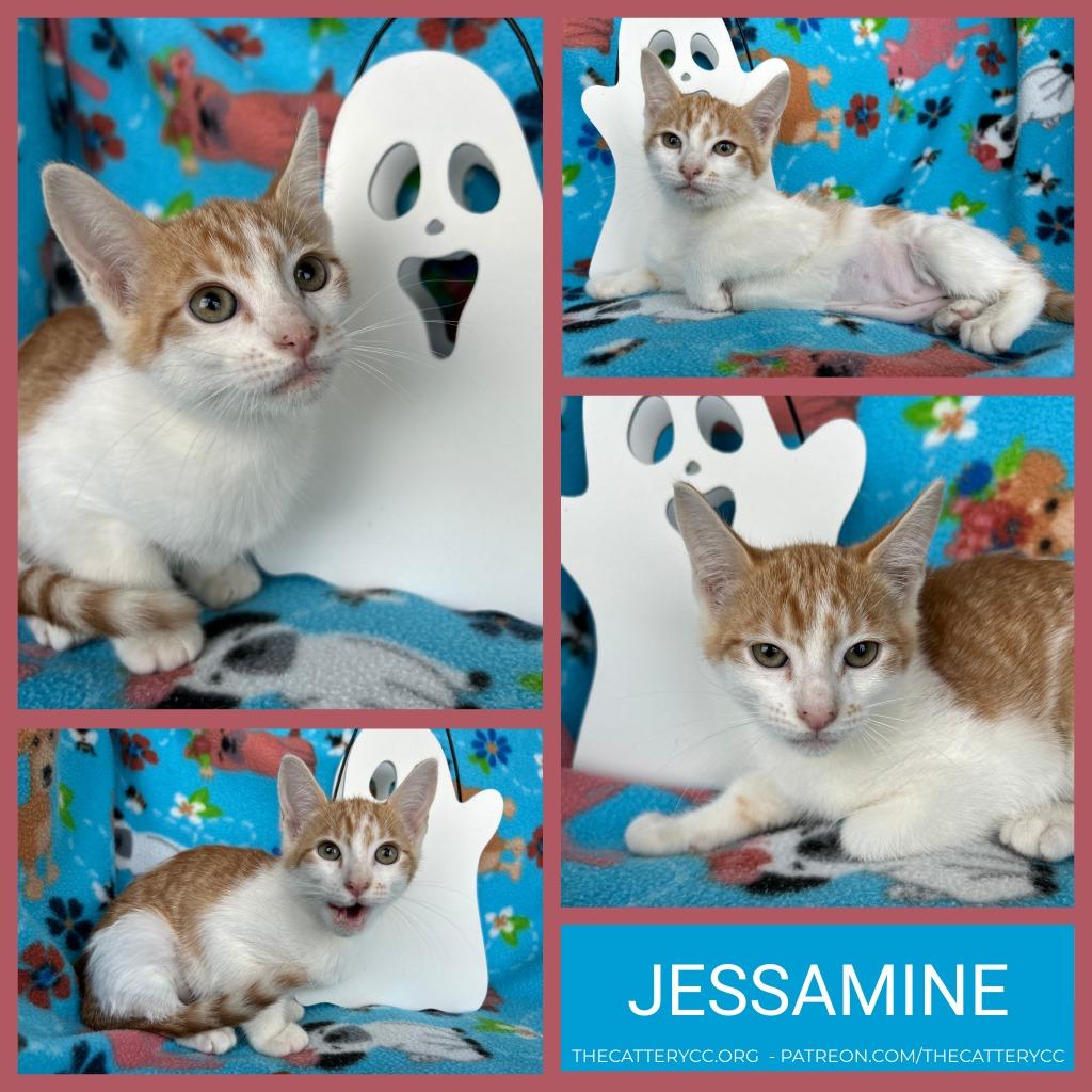 Enlarge Jessamine, a Adoptable mixed breed in Corpus Christi, TX image 1/1