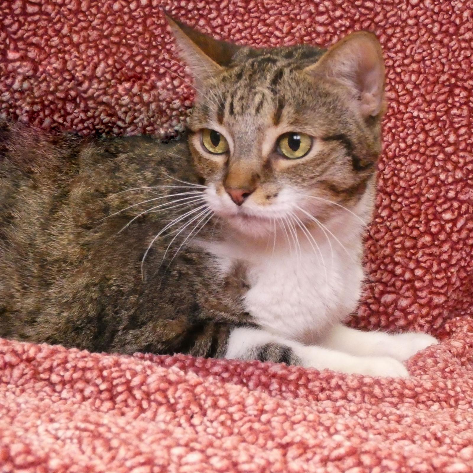 SHAKIRA, Adoptable, Adult Female Domestic Short Hair.