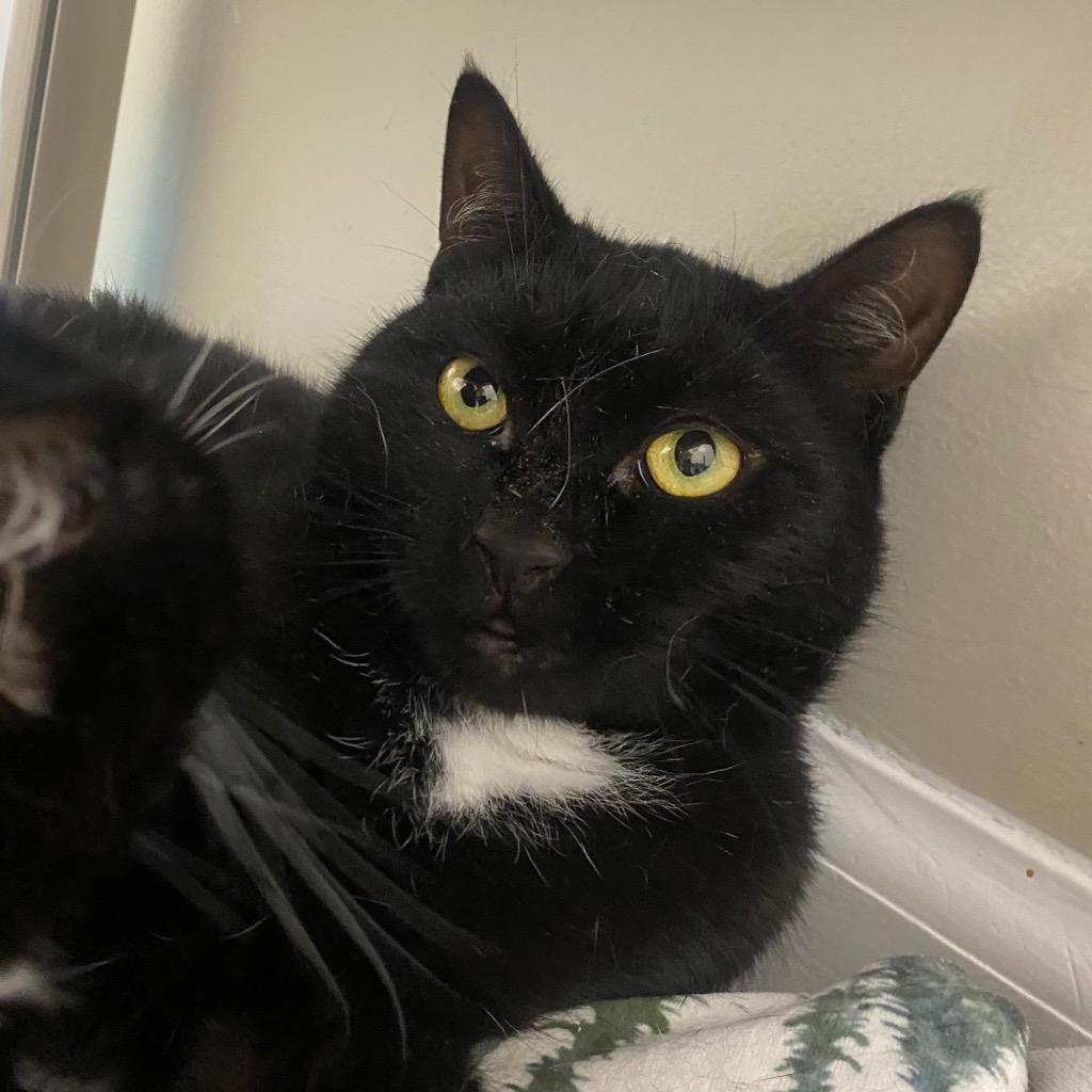 Cobweb, Adoptable, Young Female Domestic Short Hair.