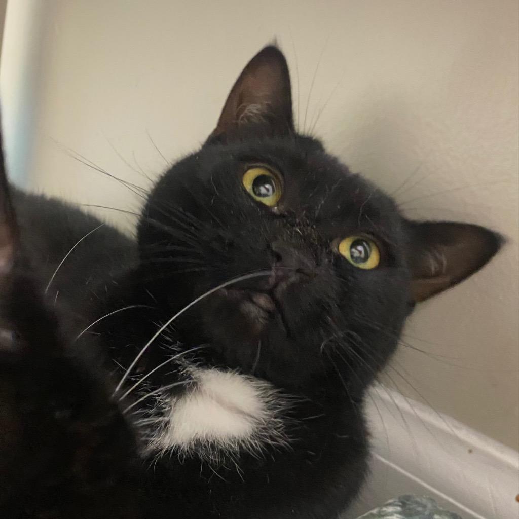 Cobweb, a Adoptable mixed breed in Fall River, MA image 3/4