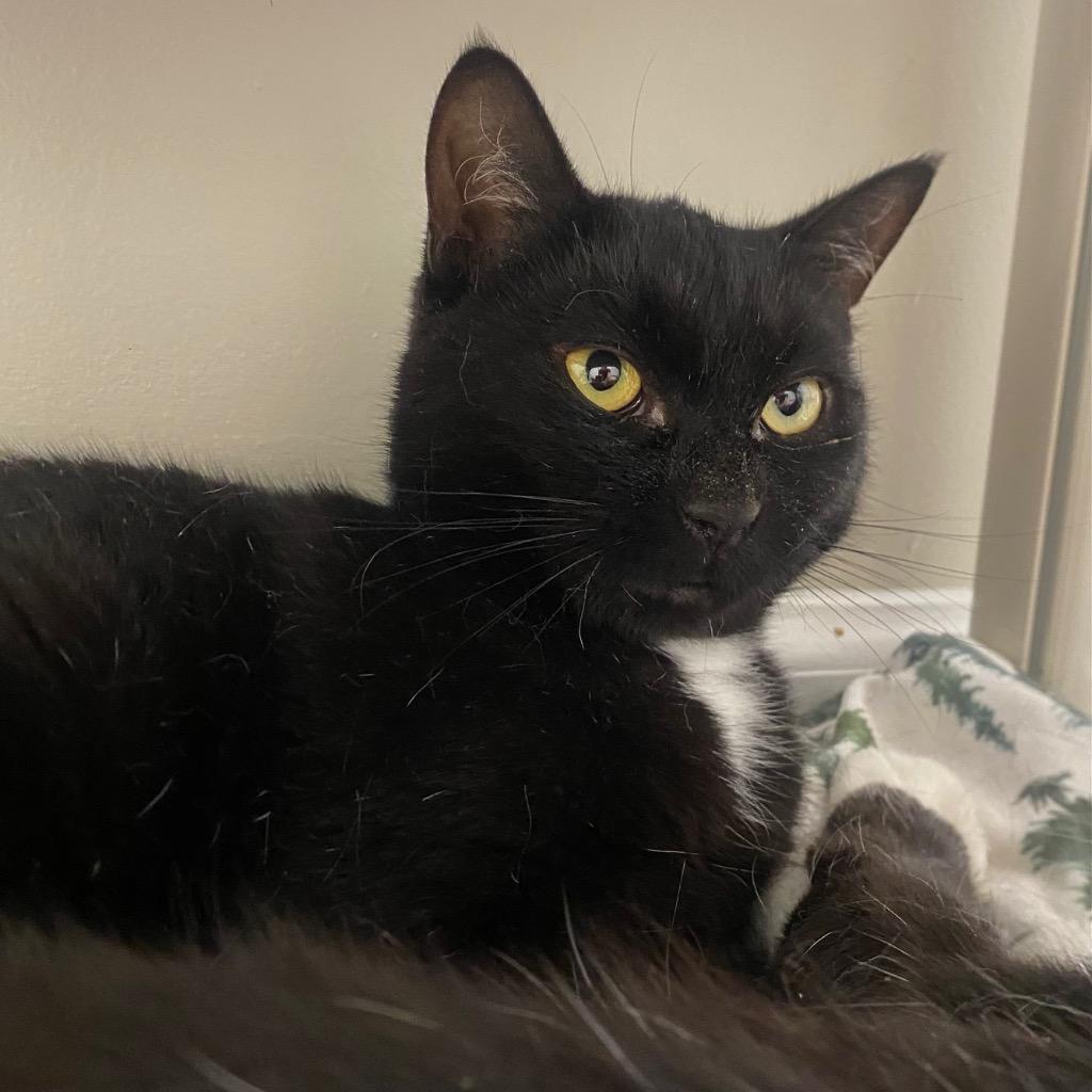 Cobweb, a Adoptable mixed breed in Fall River, MA image 4/4