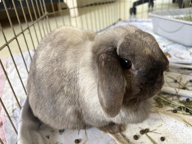 Enlarge MISS PUFF*, a Adoptable Mini Lop in Santa Cruz, CA image 1/1