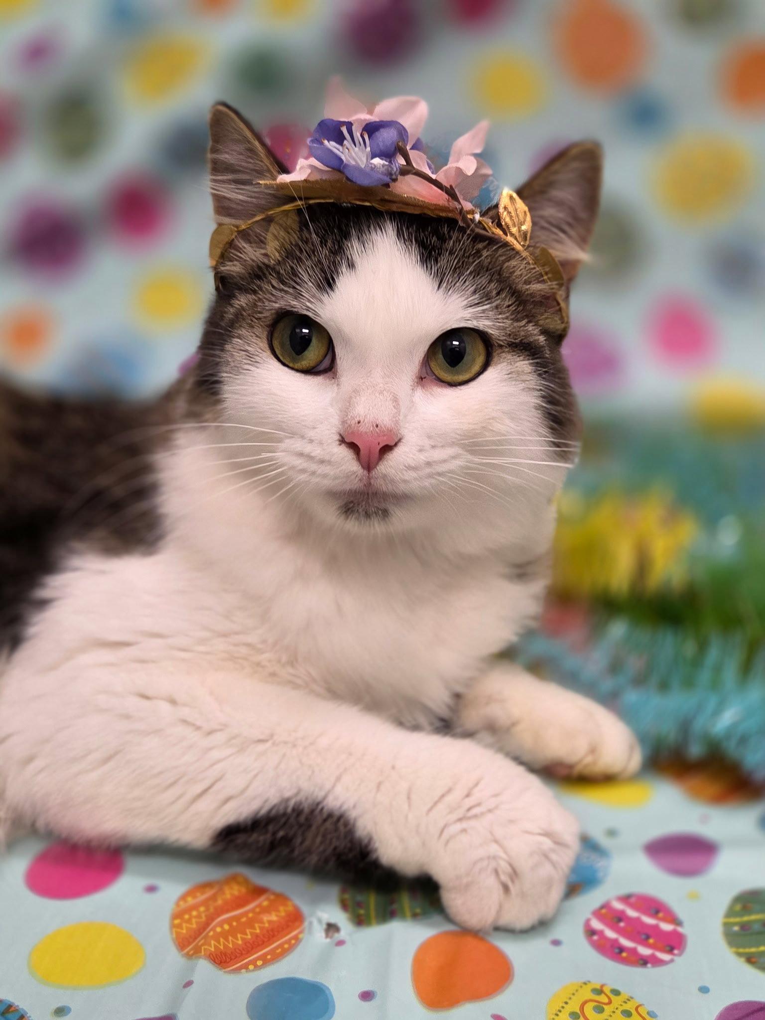 Princess Purringtons, Adopted, Young Female Turkish Angora & Domestic Long Hair.