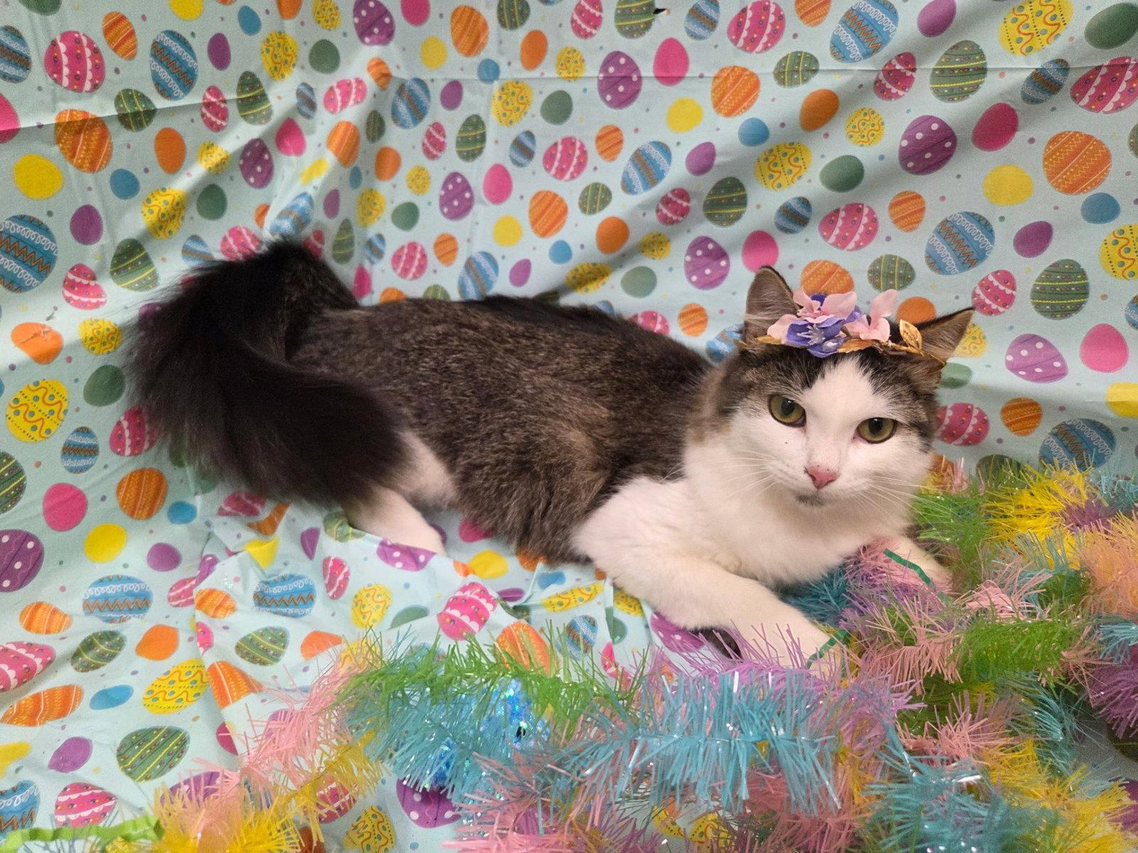 Enlarge Princess Purringtons, a Adopted mixed breed in Magnolia Springs, AL image 2/3