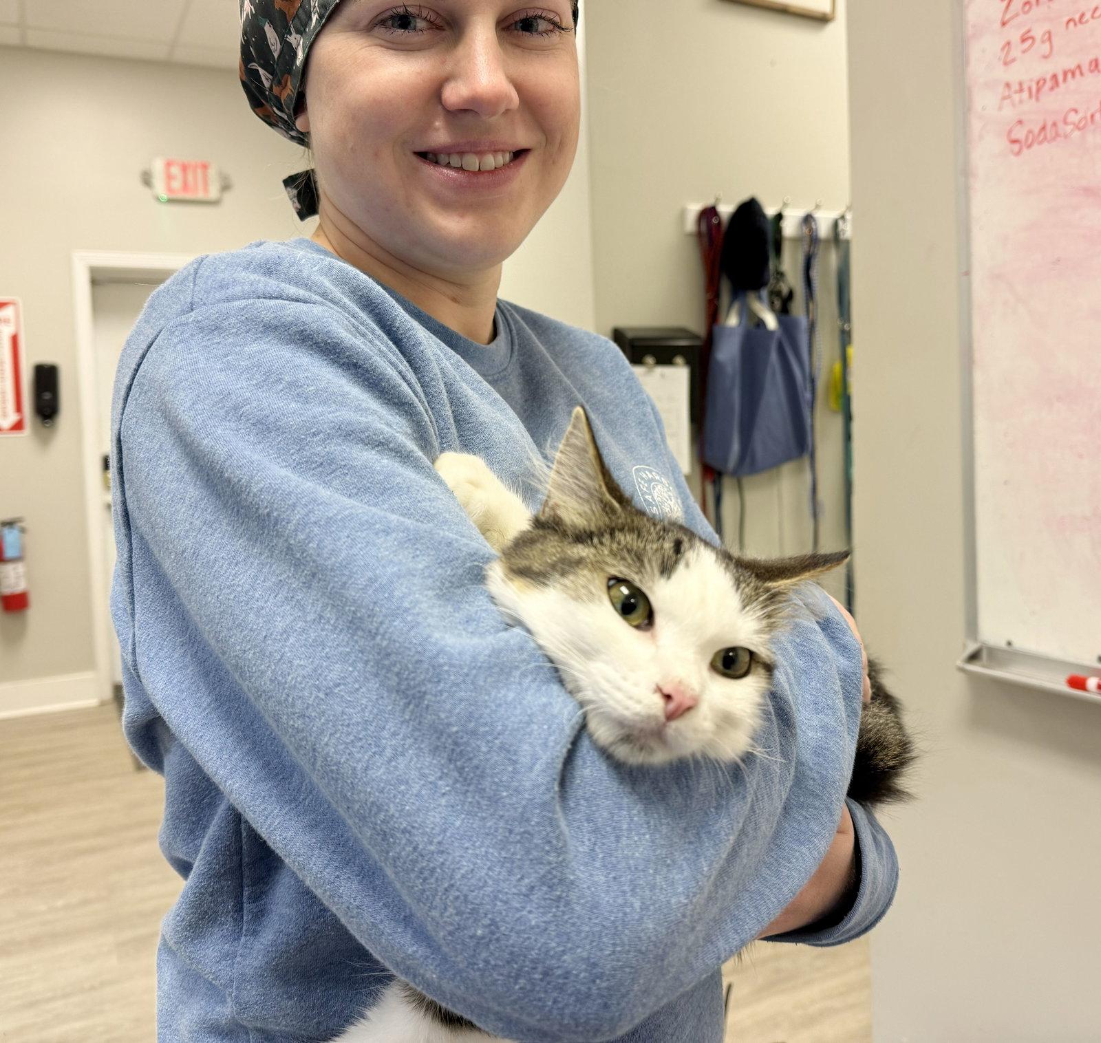 Enlarge Princess Purringtons, a Adopted mixed breed in Magnolia Springs, AL image 3/3