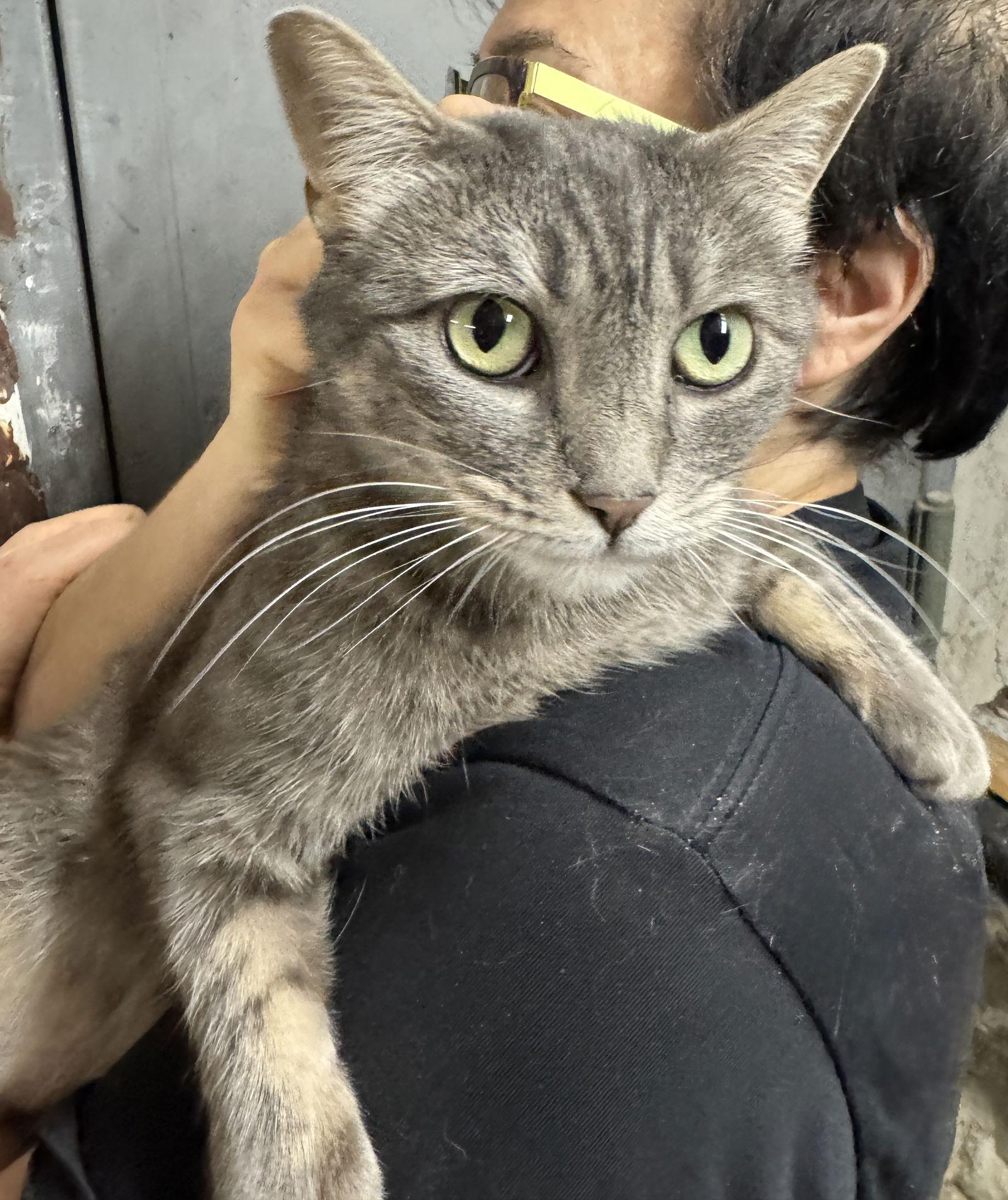 Poppet, a Adoptable Domestic Short Hair in Brooklyn, NY image 1/3