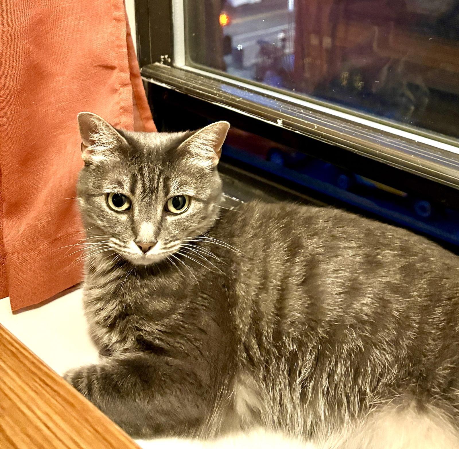 Poppet, a Adoptable Domestic Short Hair in Brooklyn, NY image 2/3