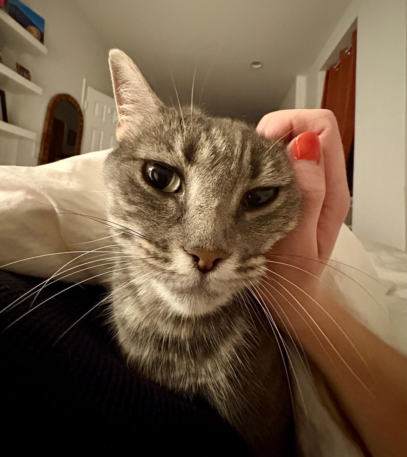 Poppet, a Adoptable Domestic Short Hair in Brooklyn, NY image 3/3