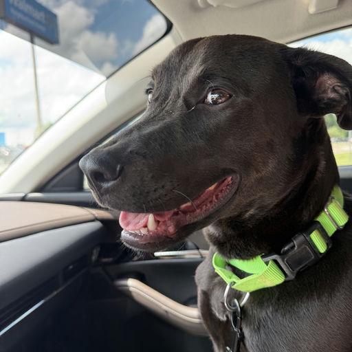 Bao Bun, a Adoptable Mixed Breed in Bentonville, AR image 1/6