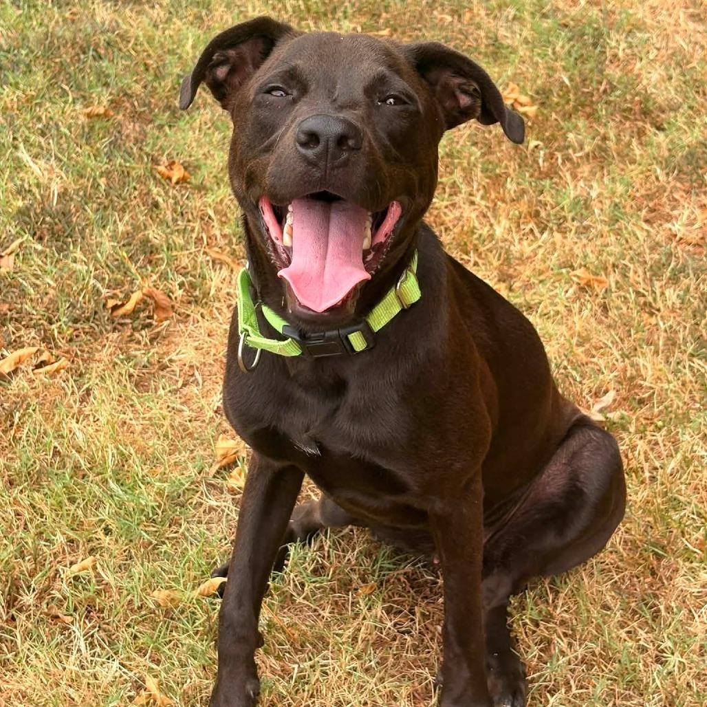 Bao Bun, a Adoptable Mixed Breed in Bentonville, AR image 2/6