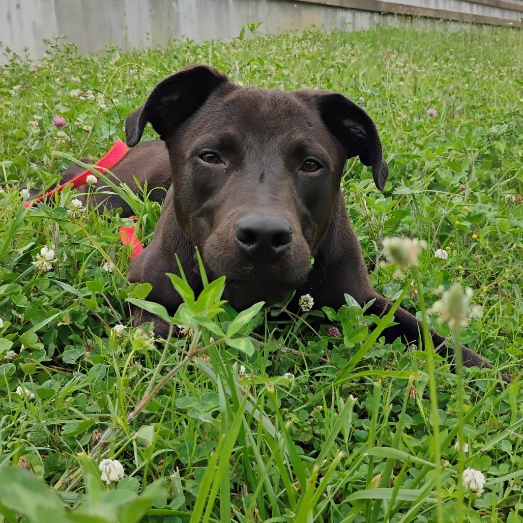 Bao Bun, a Adoptable Mixed Breed in Bentonville, AR image 3/6