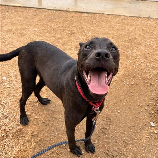Bao Bun, a Adoptable Mixed Breed in Bentonville, AR image 4/6