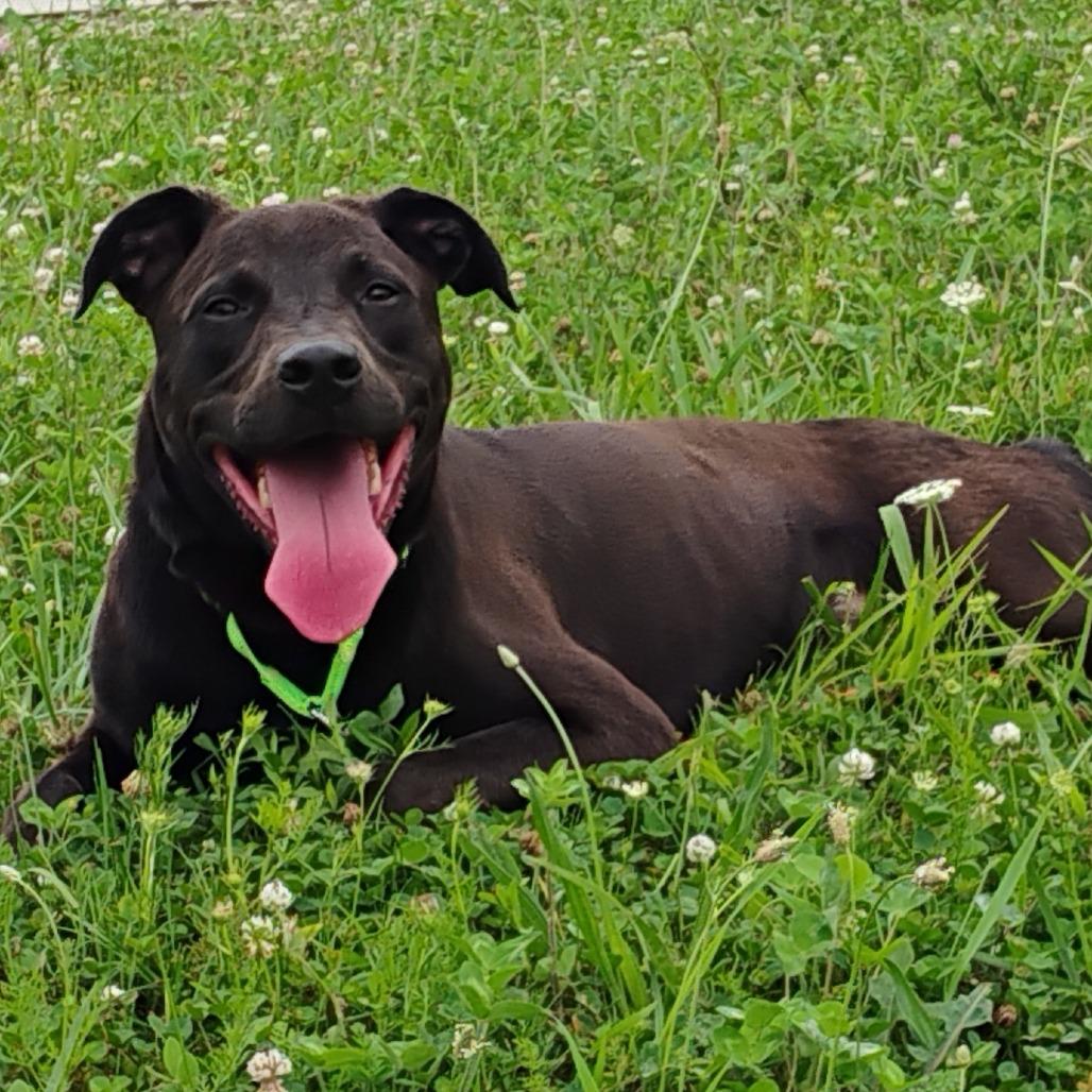 Bao Bun, a Adoptable Mixed Breed in Bentonville, AR image 5/6