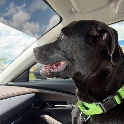 Bao Bun, a Adoptable Mixed Breed in Bentonville, AR image 6/6