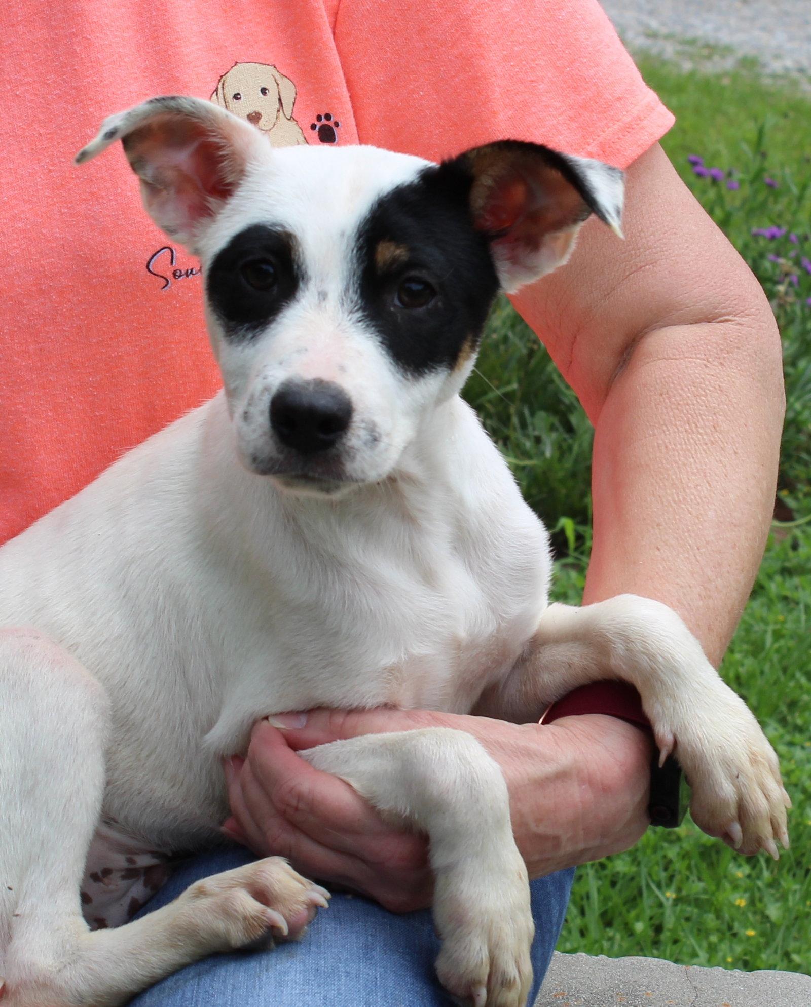 Simba 43495, Adoptable, Puppy Male Labrador Retriever.