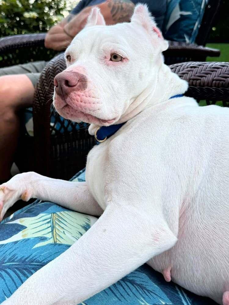 Sasha, Adoptable, Adult Female Mixed Breed.