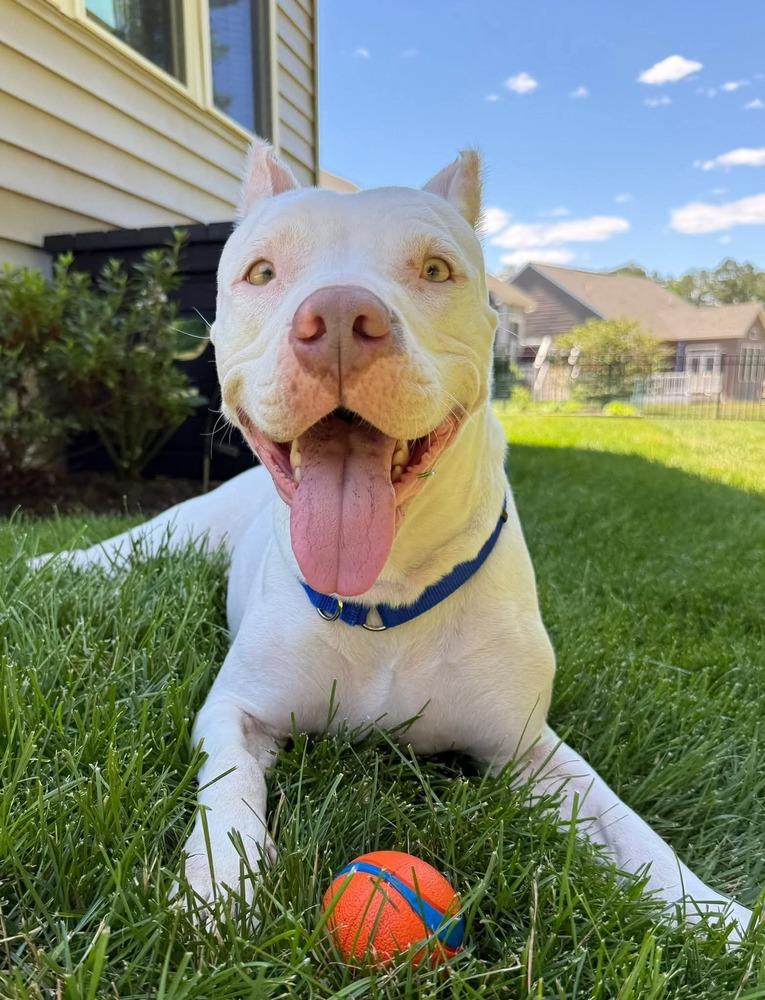 Sasha, a Adoptable mixed breed in Milton, DE image 3/5