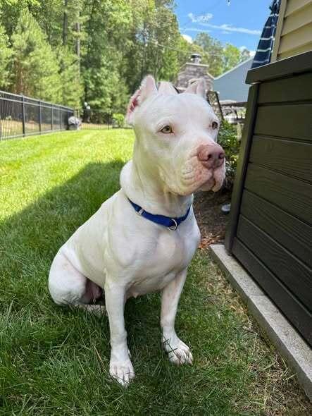 Sasha, a Adoptable mixed breed in Milton, DE image 4/5