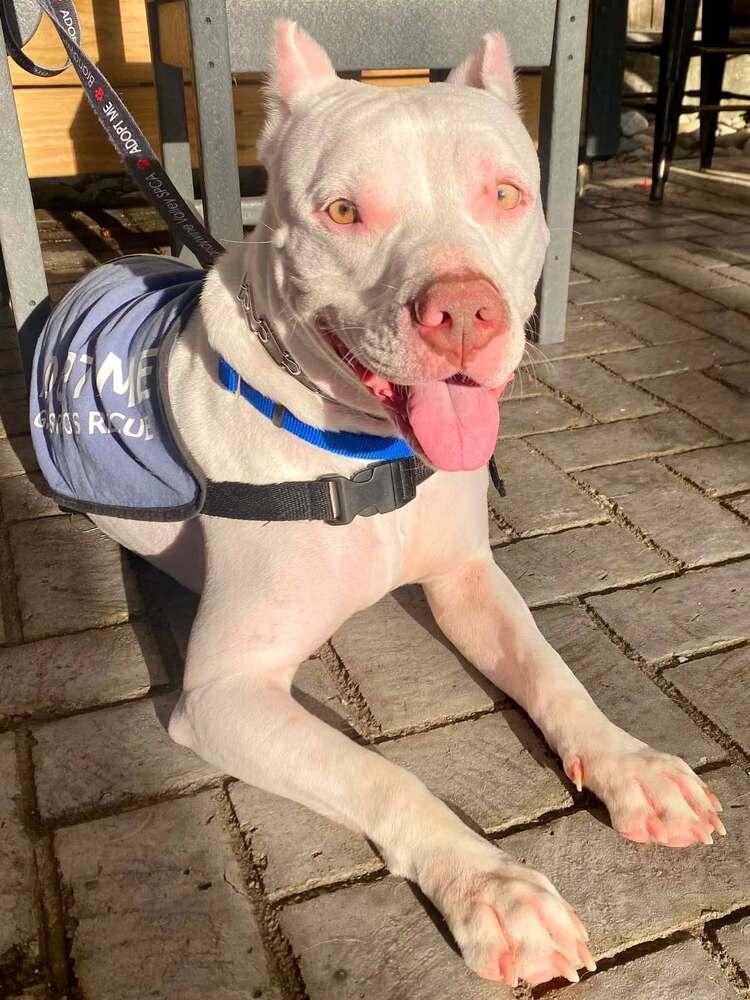 Sasha, a Adoptable mixed breed in Milton, DE image 5/5
