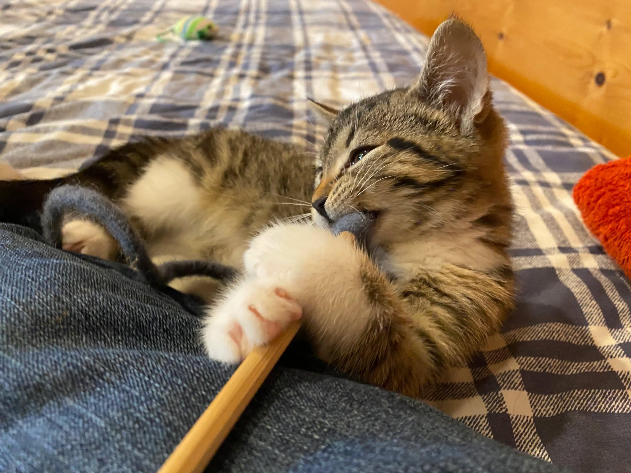 Little Stella (and Clover), an adoptable Domestic Short Hair in Montreal, QC image 2/6