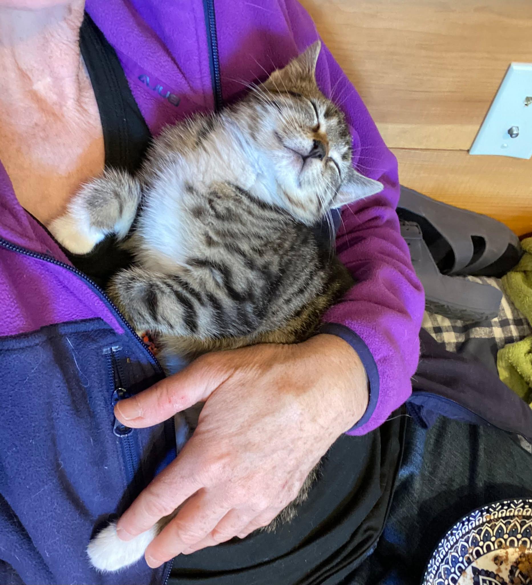Little Stella (and Clover), an adoptable Domestic Short Hair in Montreal, QC image 1/6