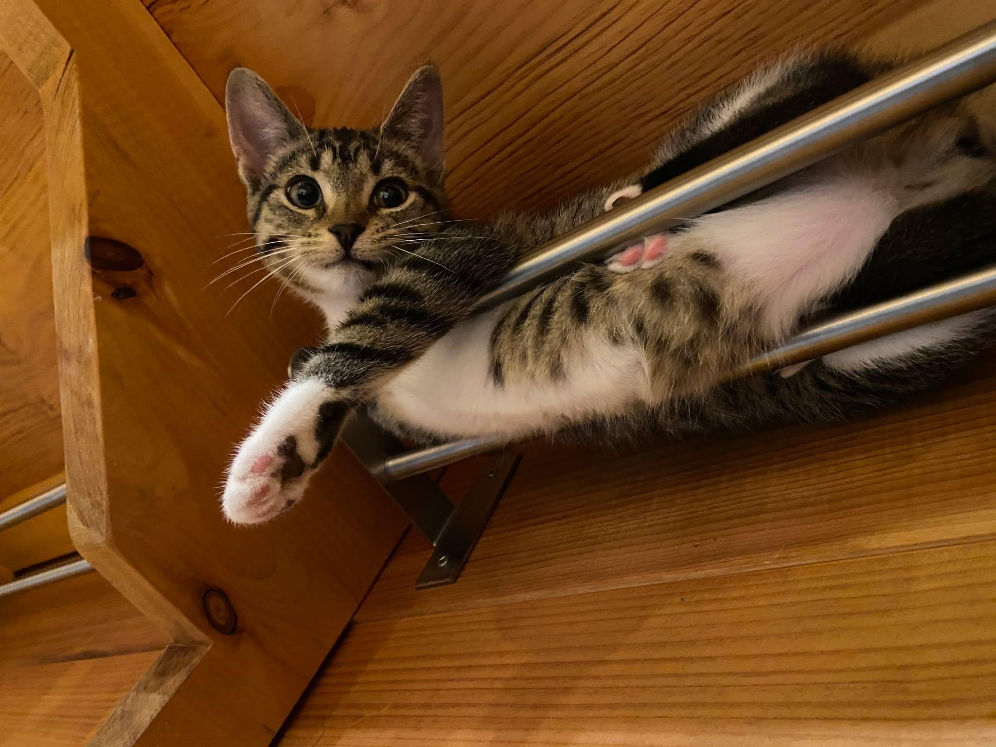 Little Stella (and Clover), an adoptable Domestic Short Hair in Montreal, QC image 3/6