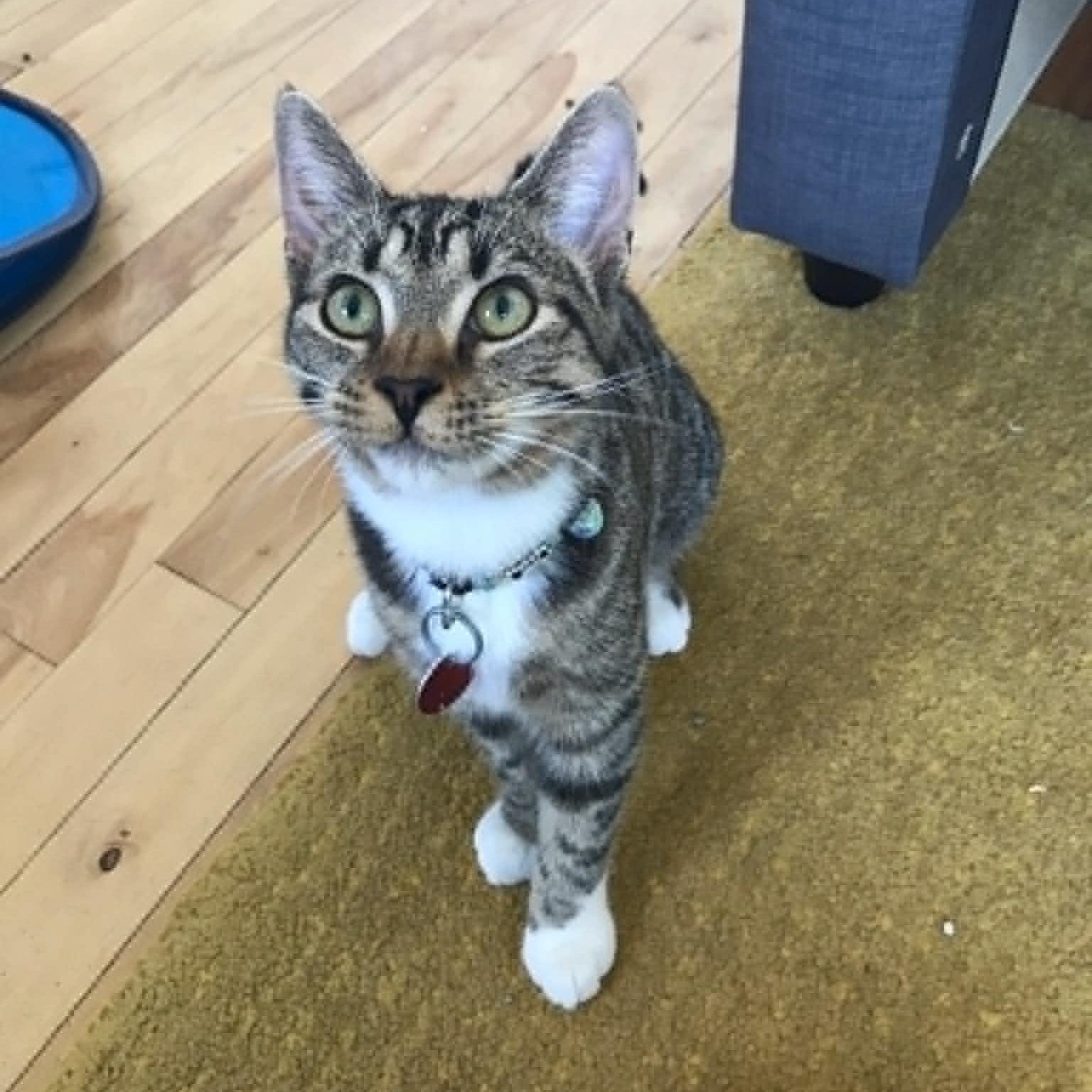 Enlarge Little Stella (and Clover), a Adopted Domestic Short Hair in Montreal, QC image 2/6