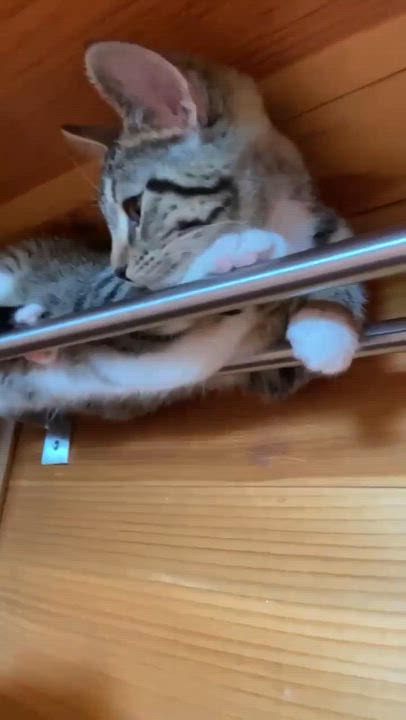 Enlarge Little Stella (and Clover), an adoptable Domestic Short Hair in Montreal, QC video 5/6