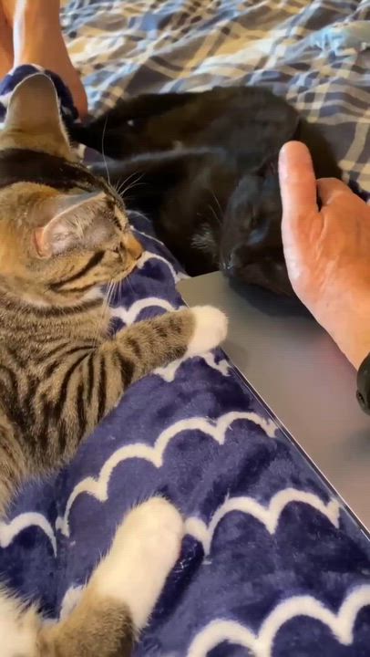 Enlarge Little Stella (and Clover), an adoptable Domestic Short Hair in Montreal, QC video 6/6