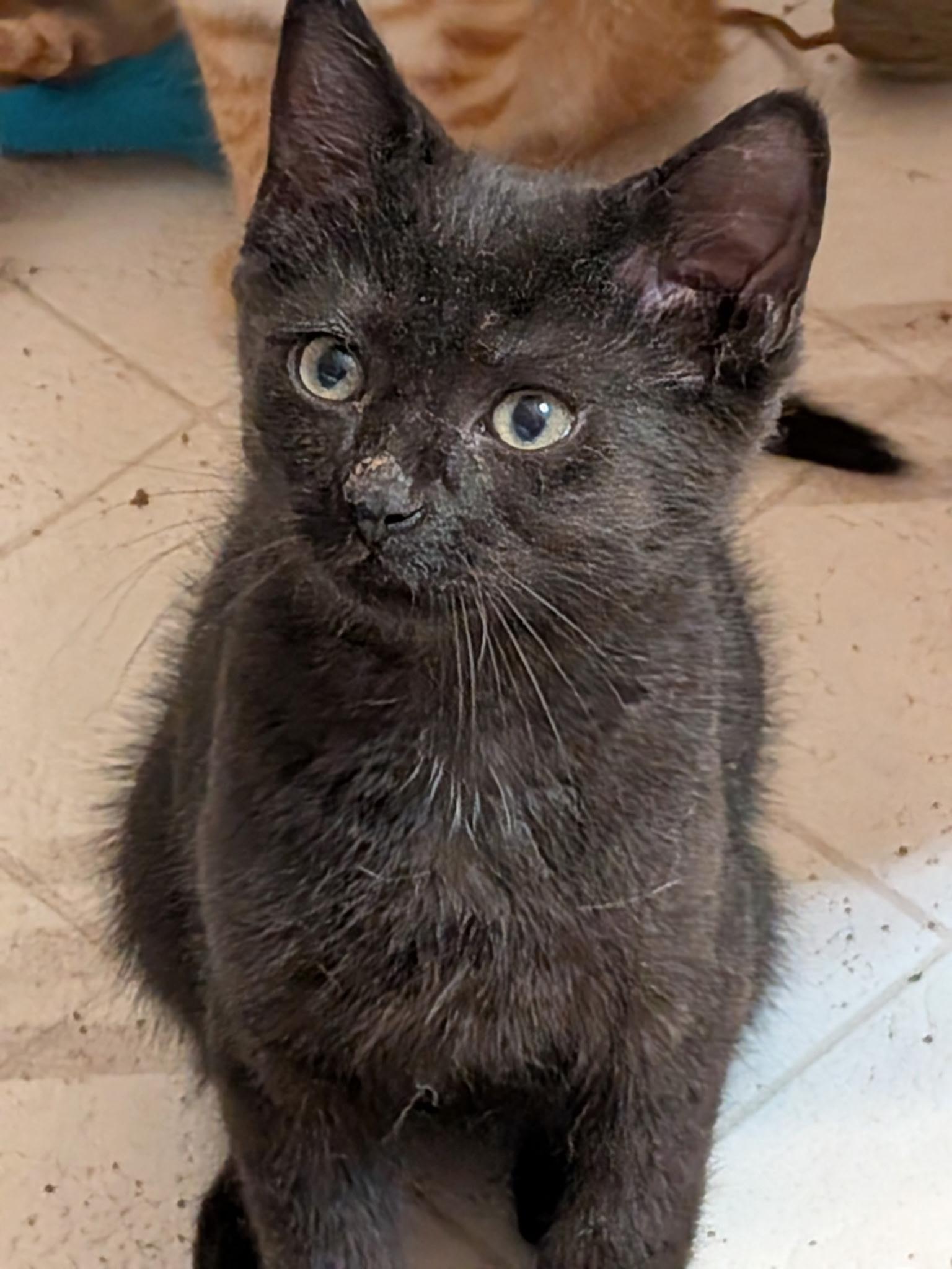 Enlarge Buzz, a ADOPTABLE Domestic Short Hair in Ontario, NY image 1/1