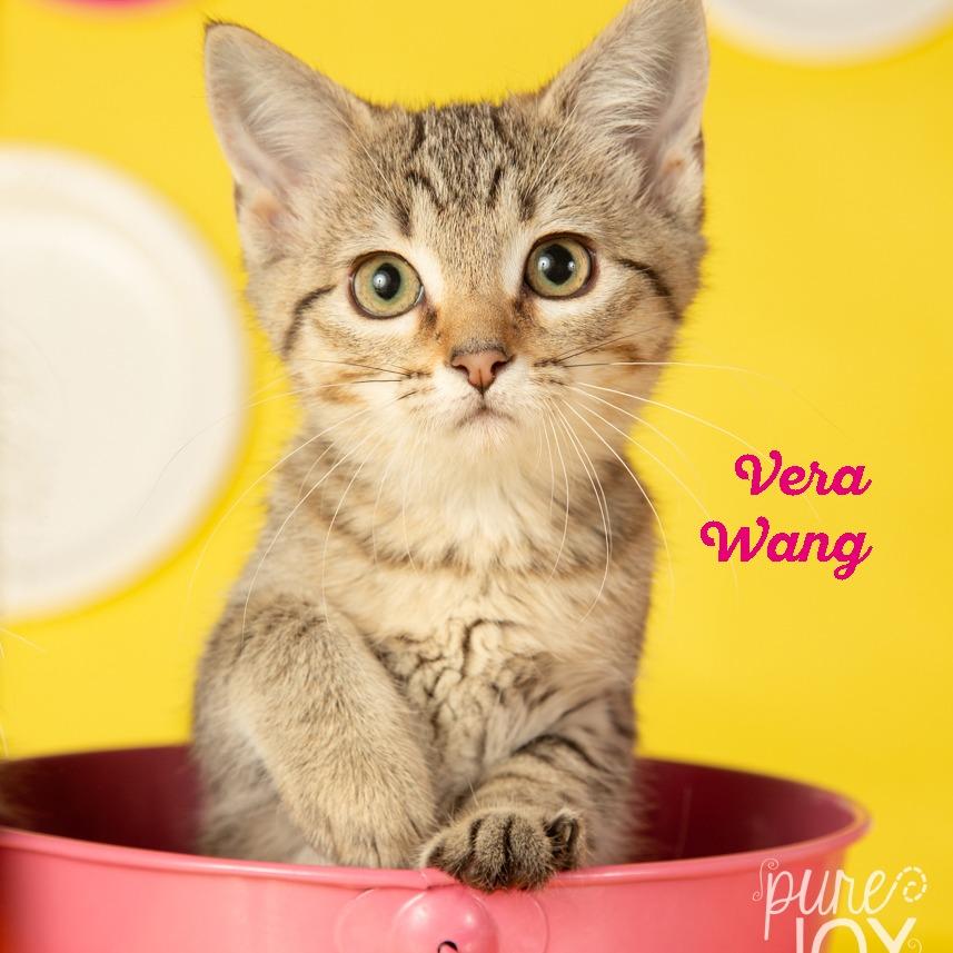 Enlarge Oscar de la Renta, a Adoptable Domestic Short Hair in Springfield, MO image 4/6