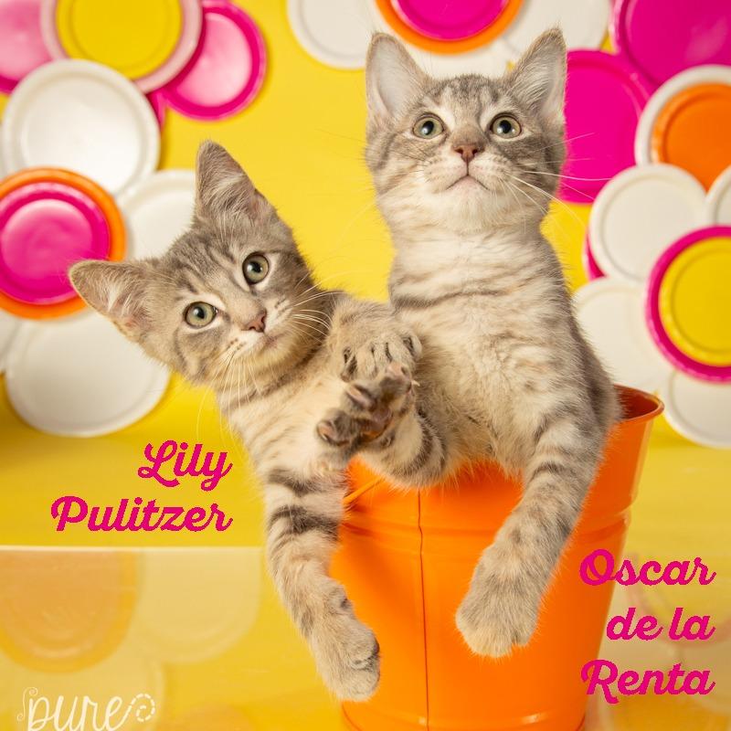 Enlarge Oscar de la Renta, a Adoptable Domestic Short Hair in Springfield, MO image 6/6