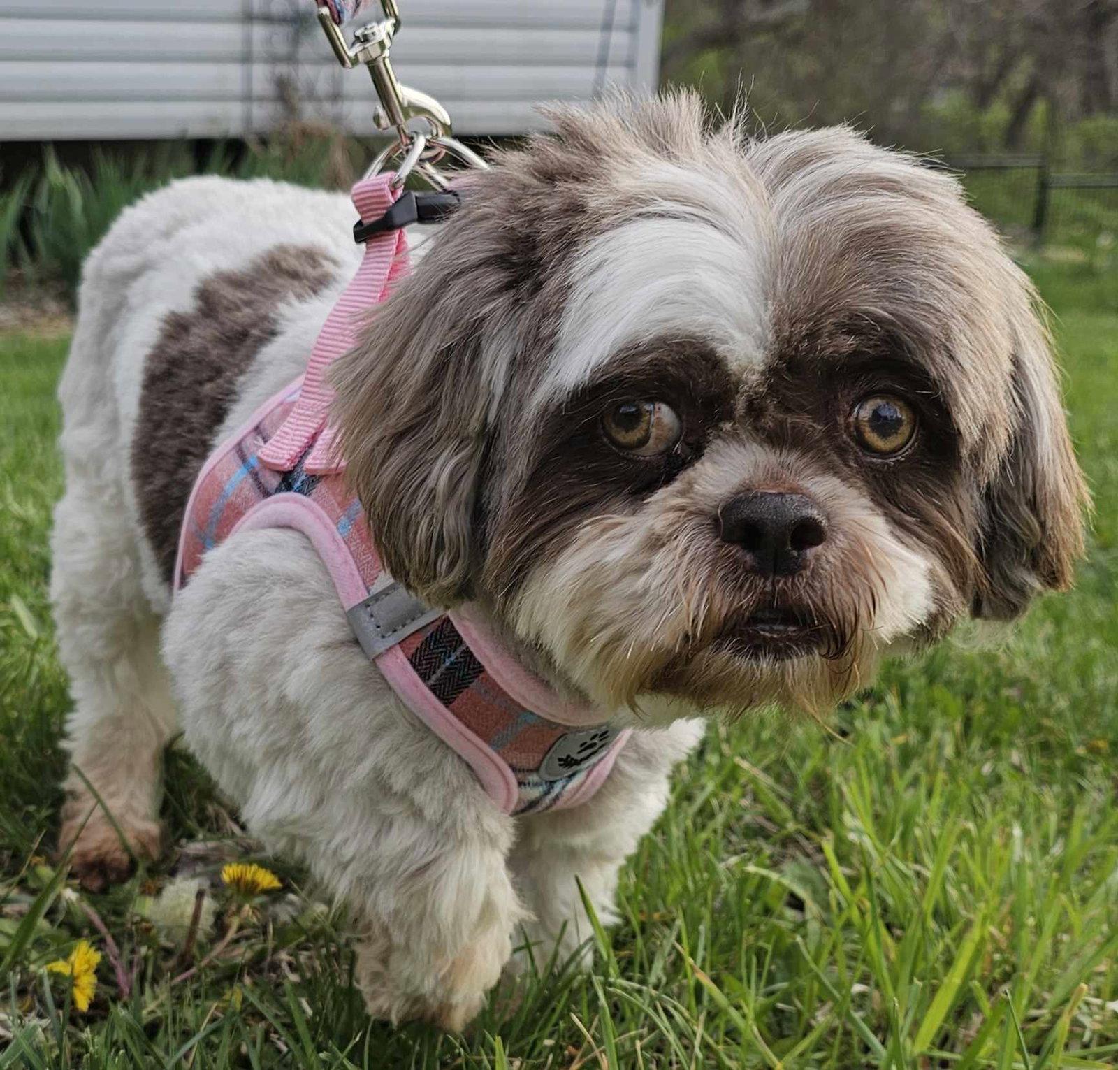 Lizzy, Adopted, Adult Female Lhasa Apso.