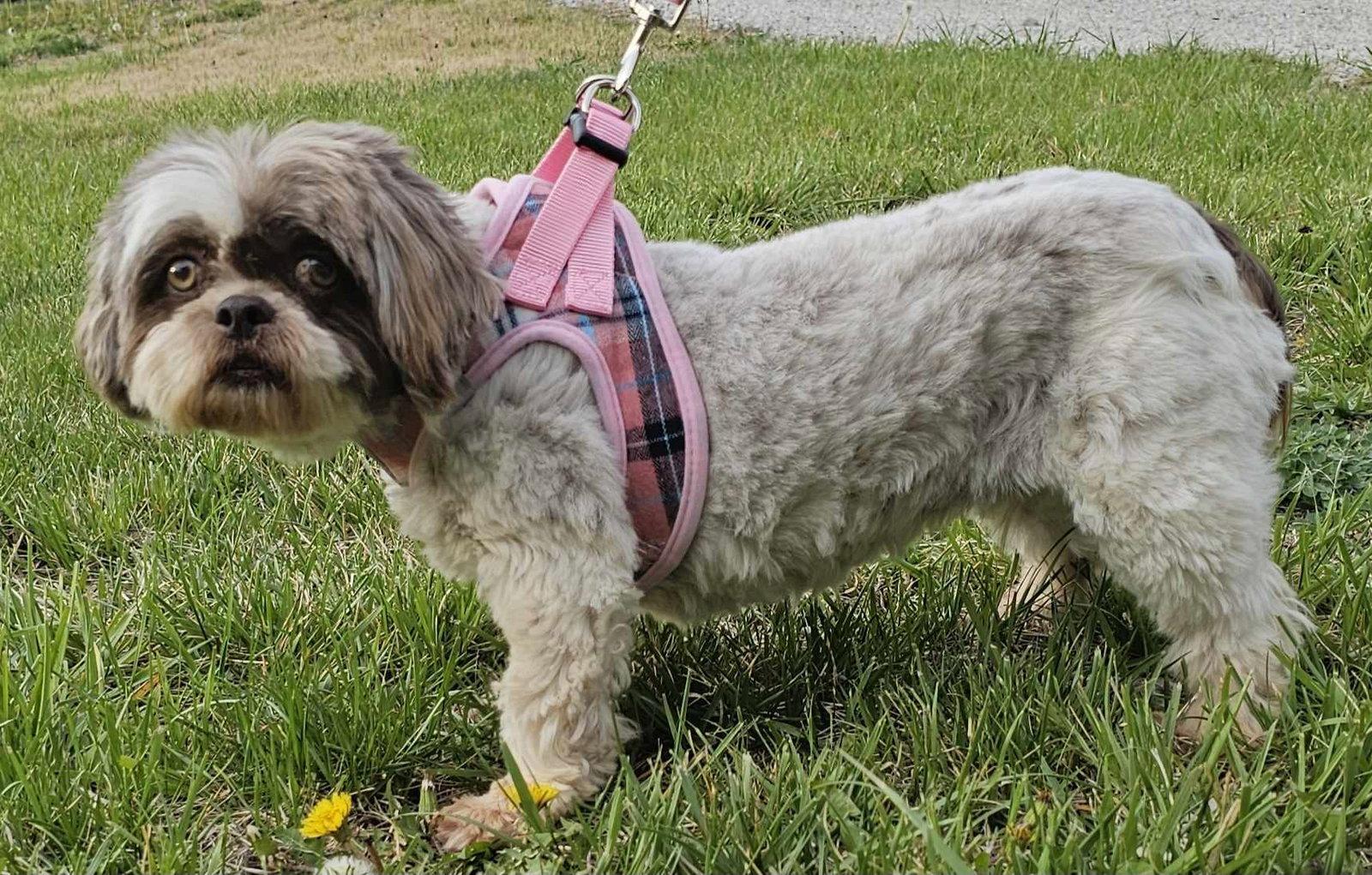Lizzy, a Adopted Lhasa Apso in Lee's Summit, MO image 2/3