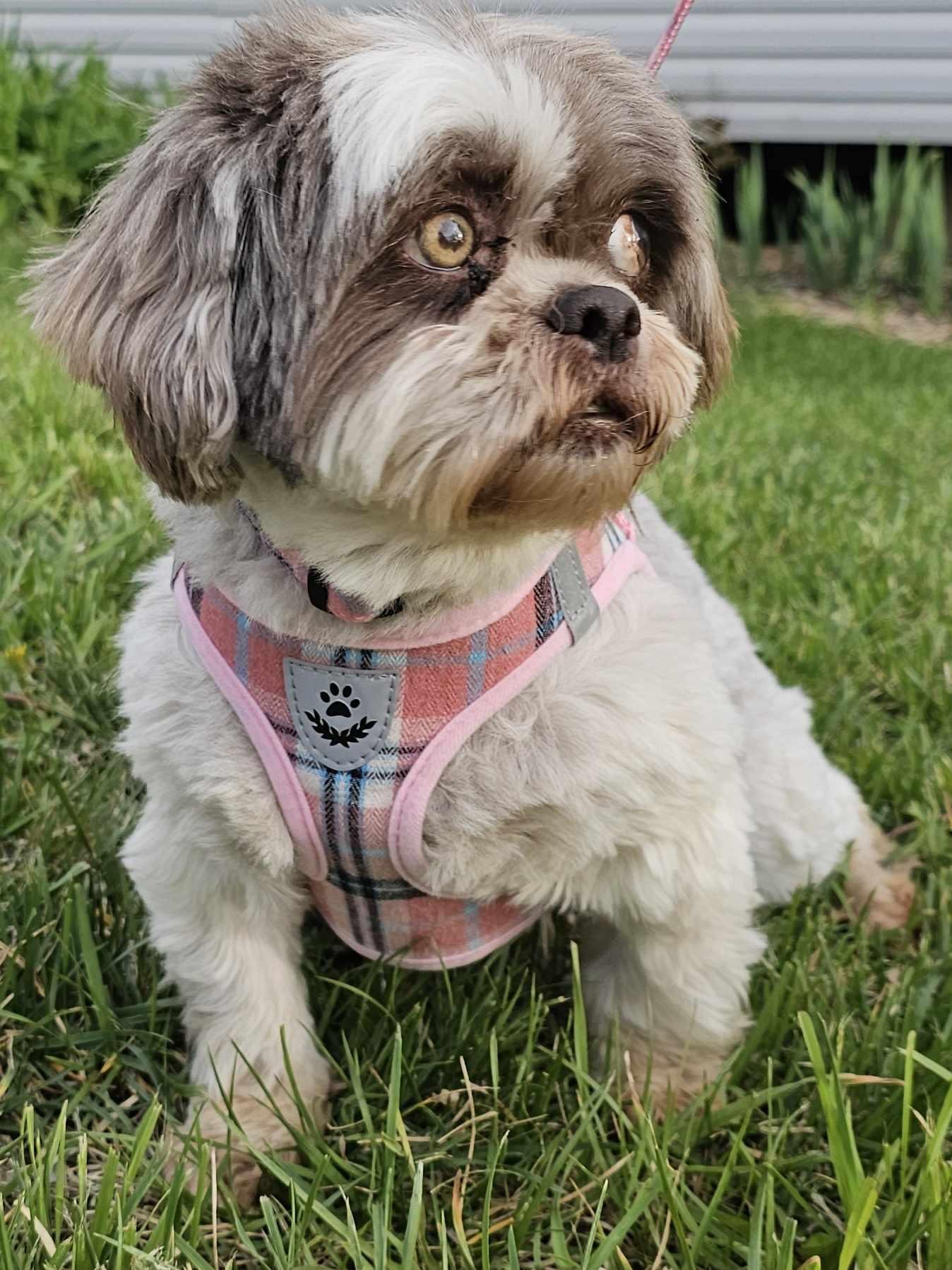 Lizzy, a Adopted Lhasa Apso in Lee's Summit, MO image 3/3