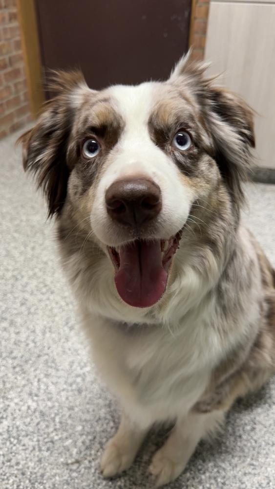 Enlarge 1087 Lainey, a Adoptable Australian Shepherd in Augusta, MI image 2/5