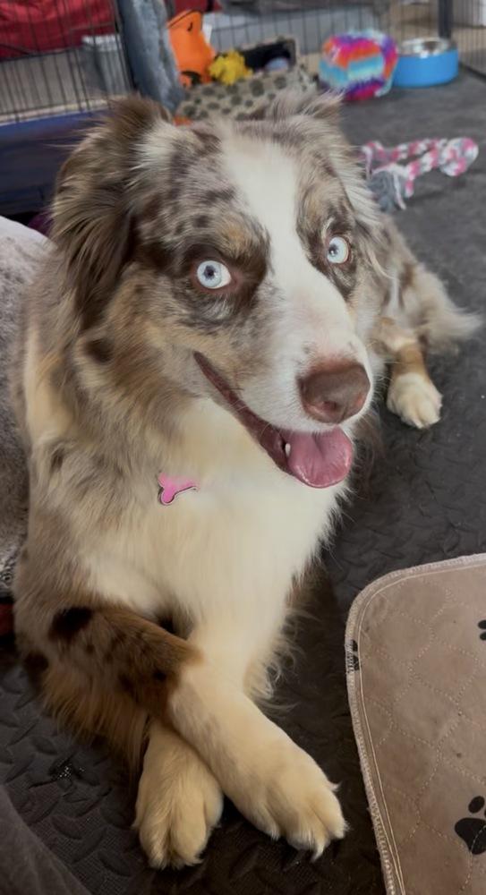 Enlarge 1087 Lainey, a Adoptable Australian Shepherd in Augusta, MI image 3/5