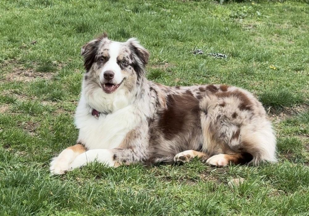 Enlarge 1087 Lainey, a Adoptable Australian Shepherd in Augusta, MI image 4/5