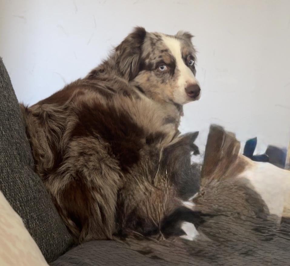 Enlarge 1087 Lainey, a Adoptable Australian Shepherd in Augusta, MI image 5/5