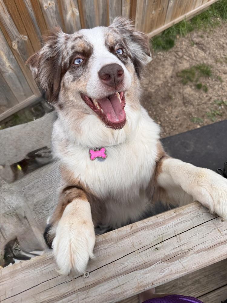 Enlarge 1087 Lainey, a Adoptable Australian Shepherd in Augusta, MI image 1/5