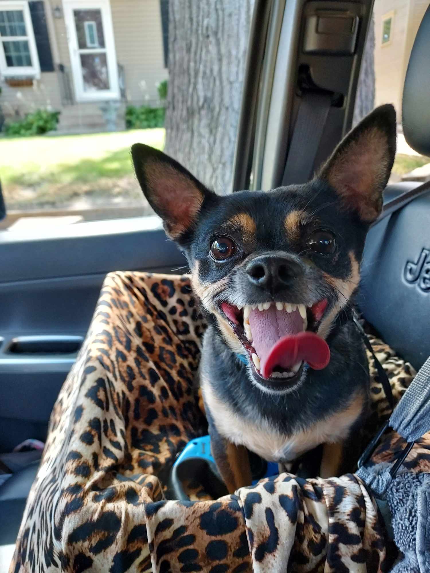 Dog for adoption Cuddles!, a Chihuahua in Lincoln, NE Petfinder