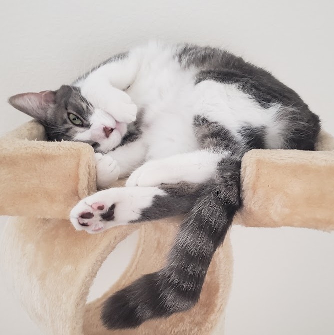 Nashville *Courtesy Post*, an adoptable Tabby, Domestic Short Hair in Sacramento, CA, 95834 | Photo Image 1