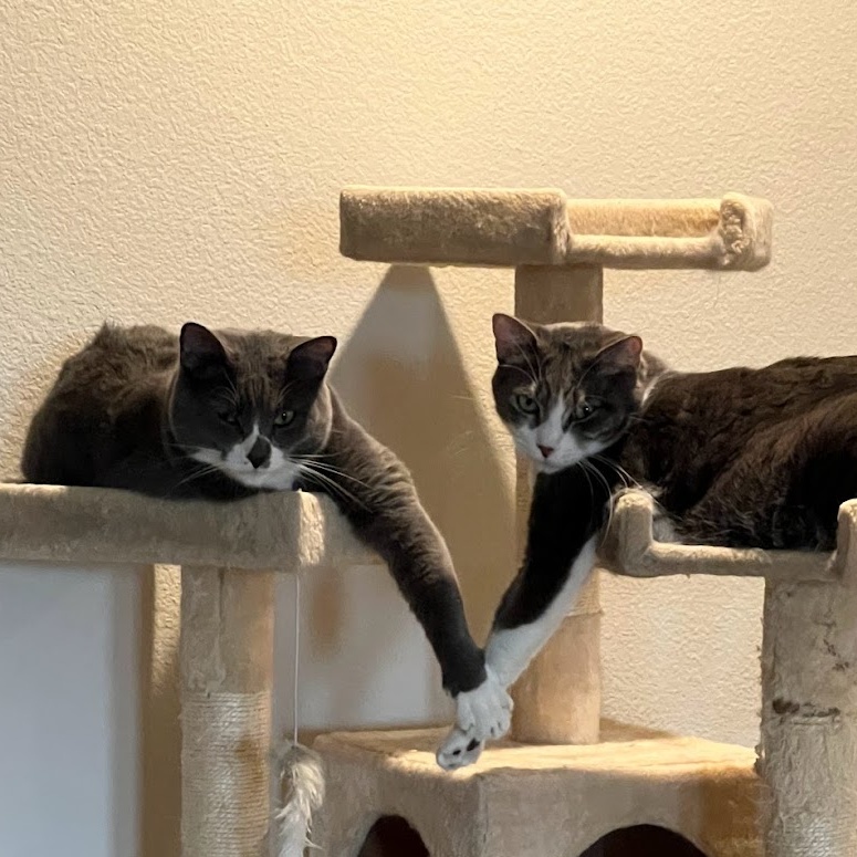 Nashville *Courtesy Post*, a Adoptable mixed breed in Sacramento, CA image 3/6