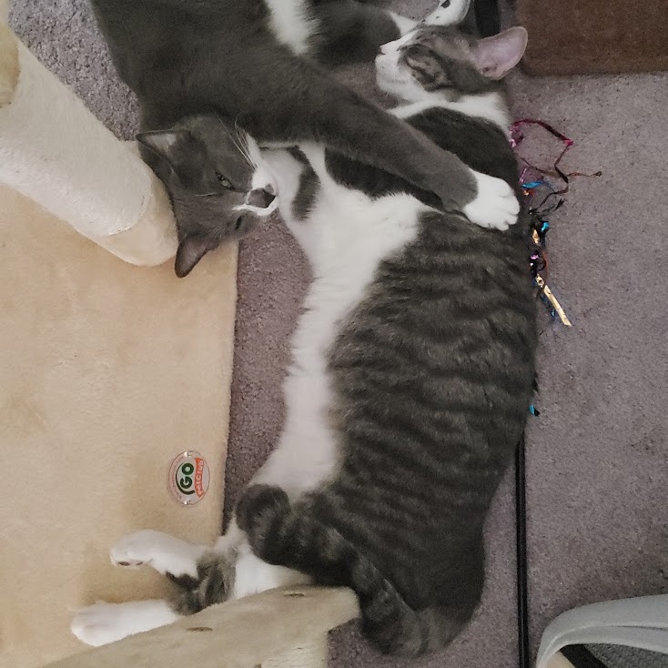 Nashville *Courtesy Post*, an adoptable Tabby, Domestic Short Hair in Sacramento, CA, 95834 | Photo Image 4