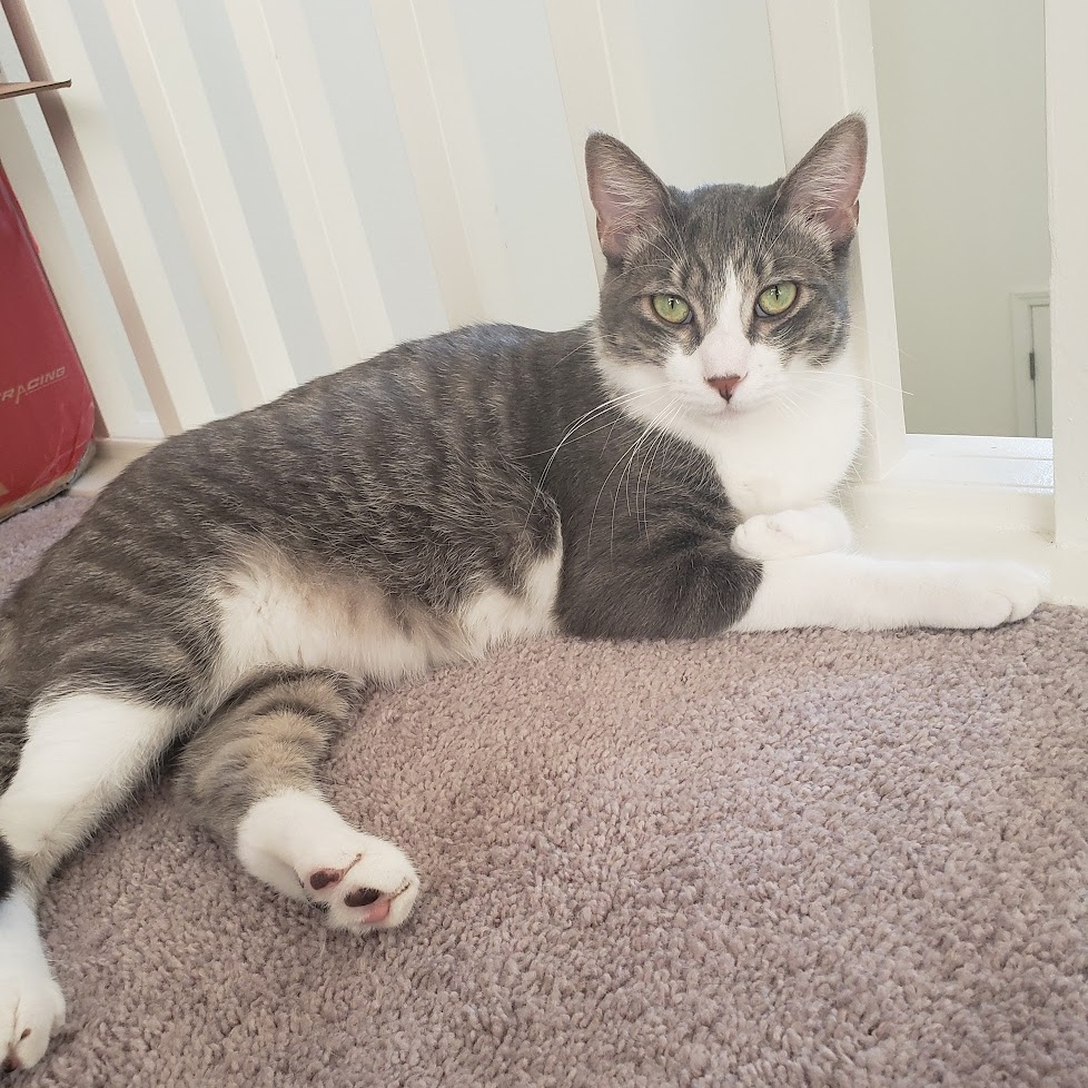 Nashville *Courtesy Post*, an adoptable Tabby, Domestic Short Hair in Sacramento, CA, 95834 | Photo Image 5