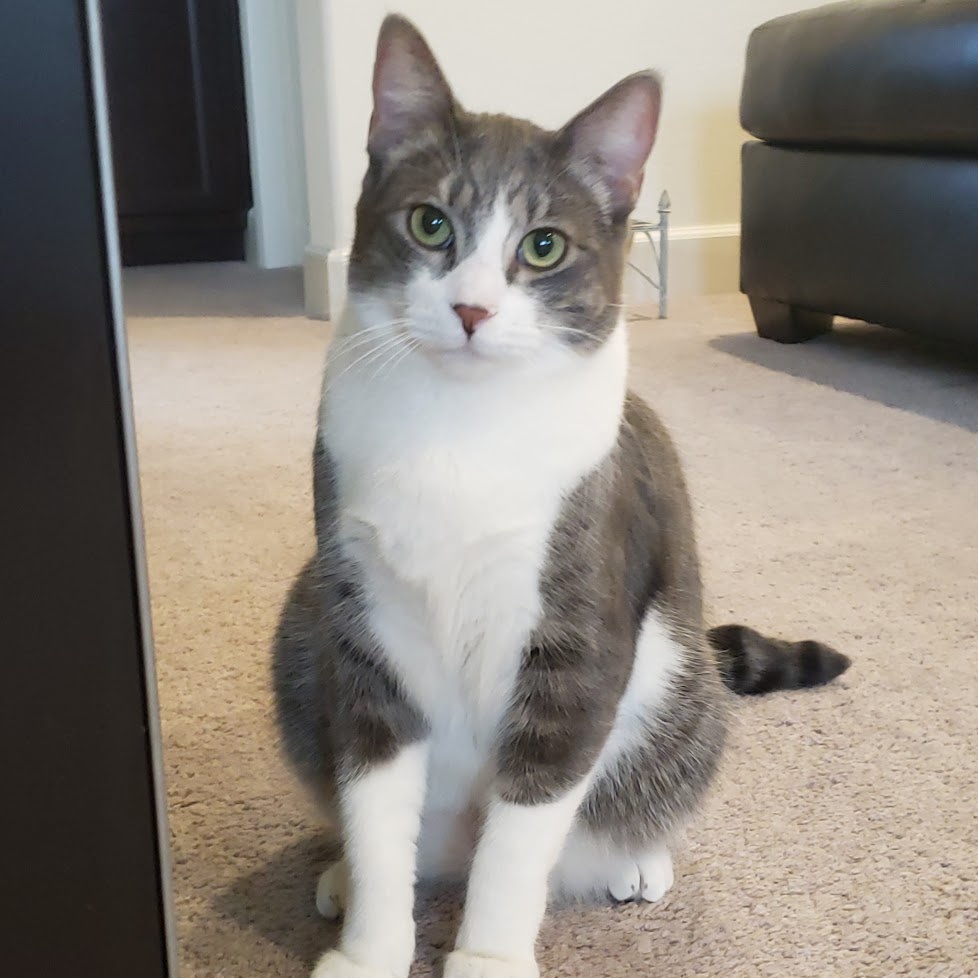 Nashville *Courtesy Post*, an adoptable Tabby, Domestic Short Hair in Sacramento, CA, 95834 | Photo Image 2