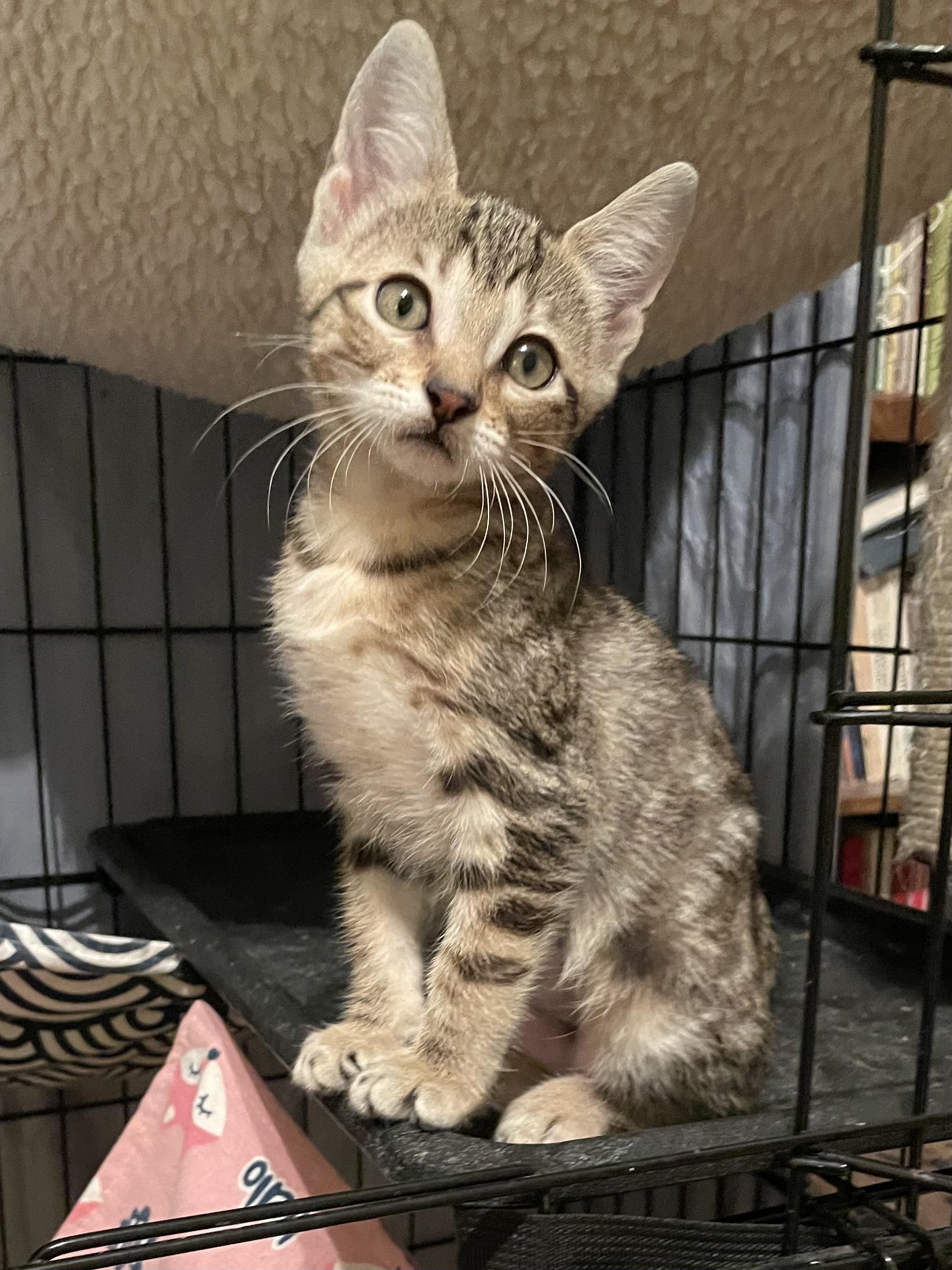 Bisara OR13936-T, Adoptable, Kitten Female Domestic Short Hair.